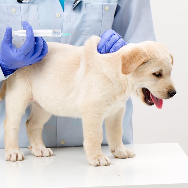 Coida da túa mascota con vacinas e desparasitacións