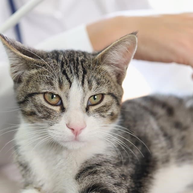 Especialistas en cirugía veterinaria en Lugo