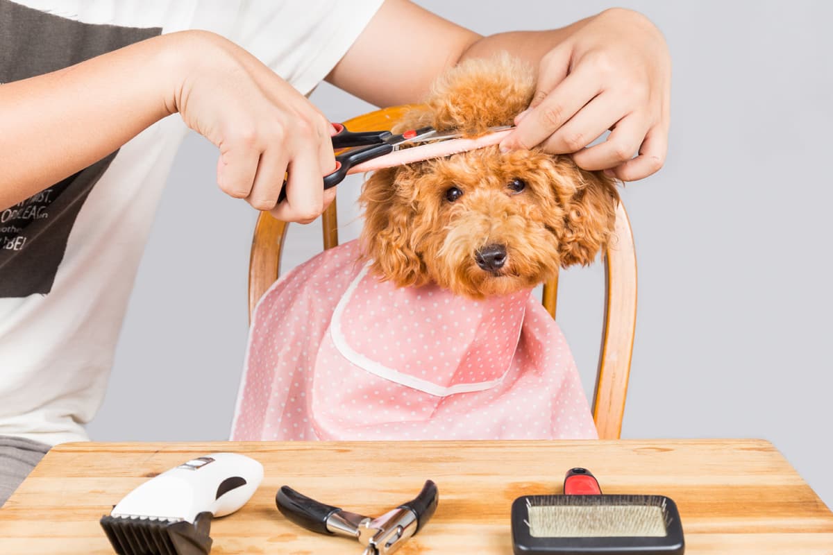 Peluquería de mascotas en Lugo