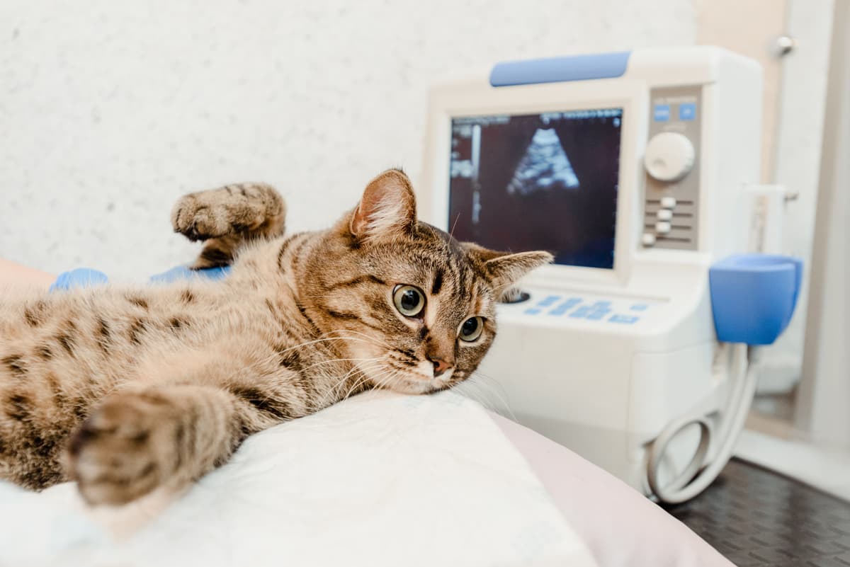 Cirurxía veterinaria en Lugo