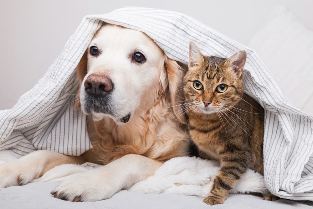 Esterilización can en Lugo