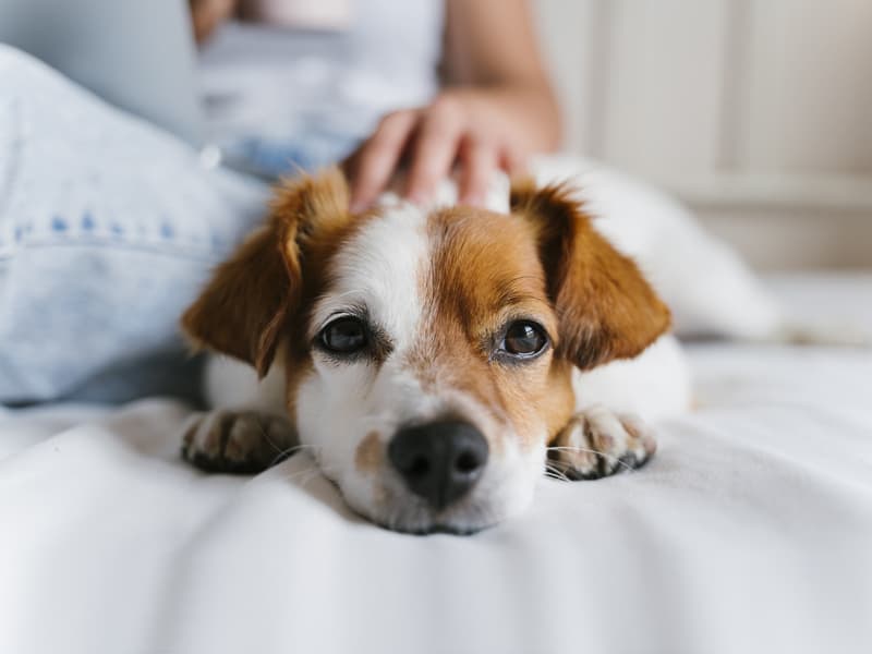 Esterilizar perro en Lugo