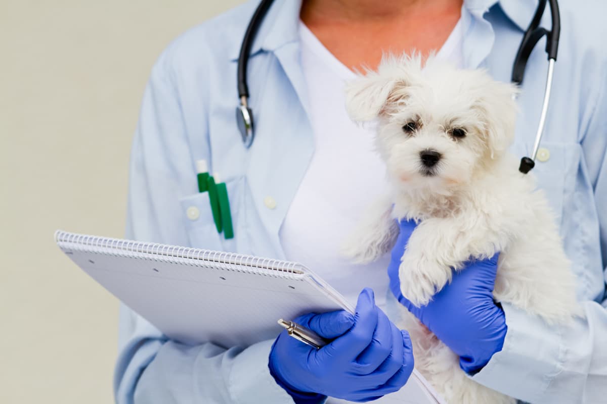 Veterinarios en Lugo - A Piringalla Veterinaria