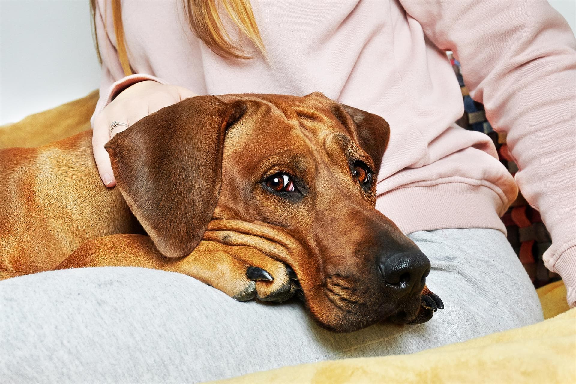 Servizos de veterinario a domicilio en Lugo