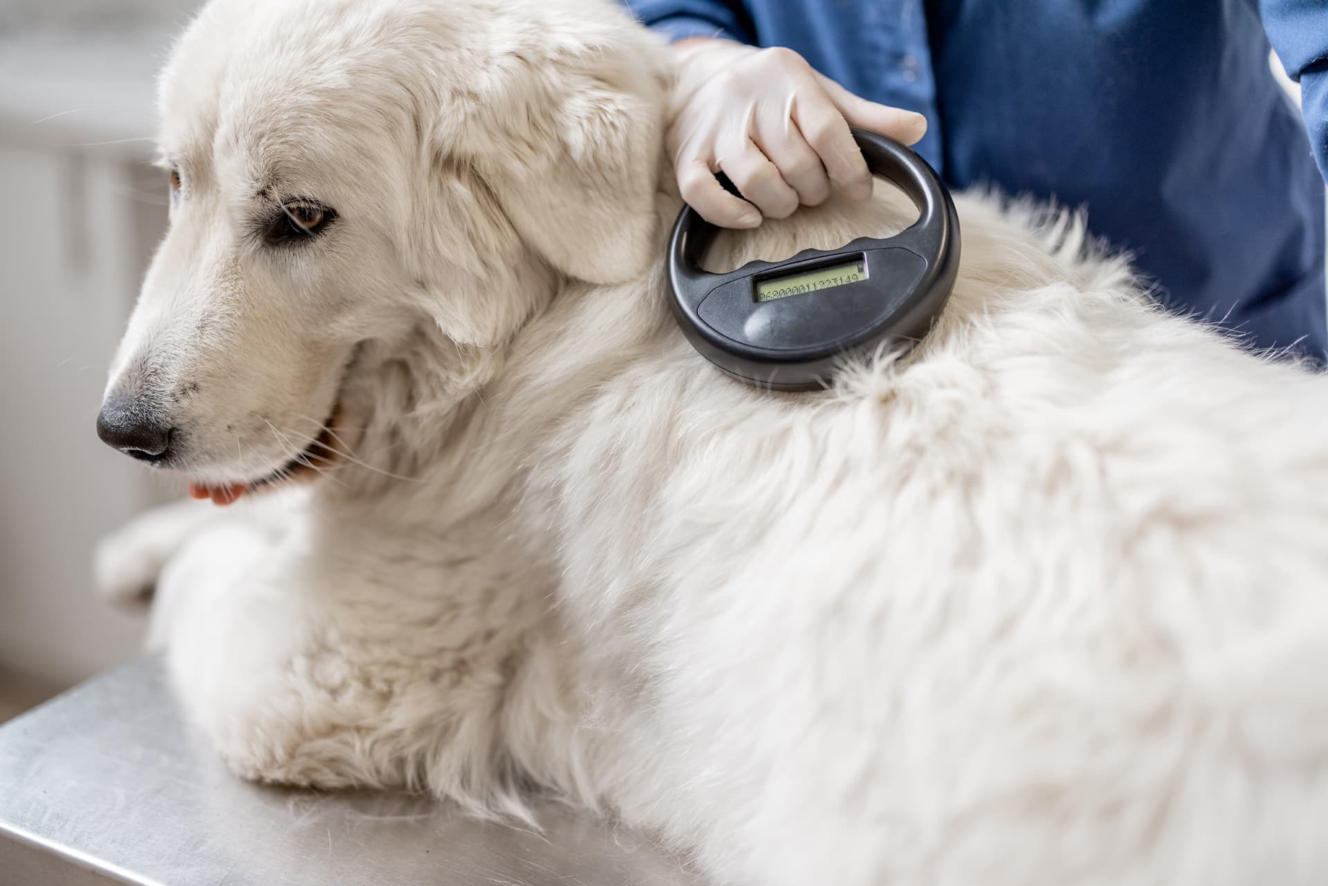 Microchips en cans e gatos