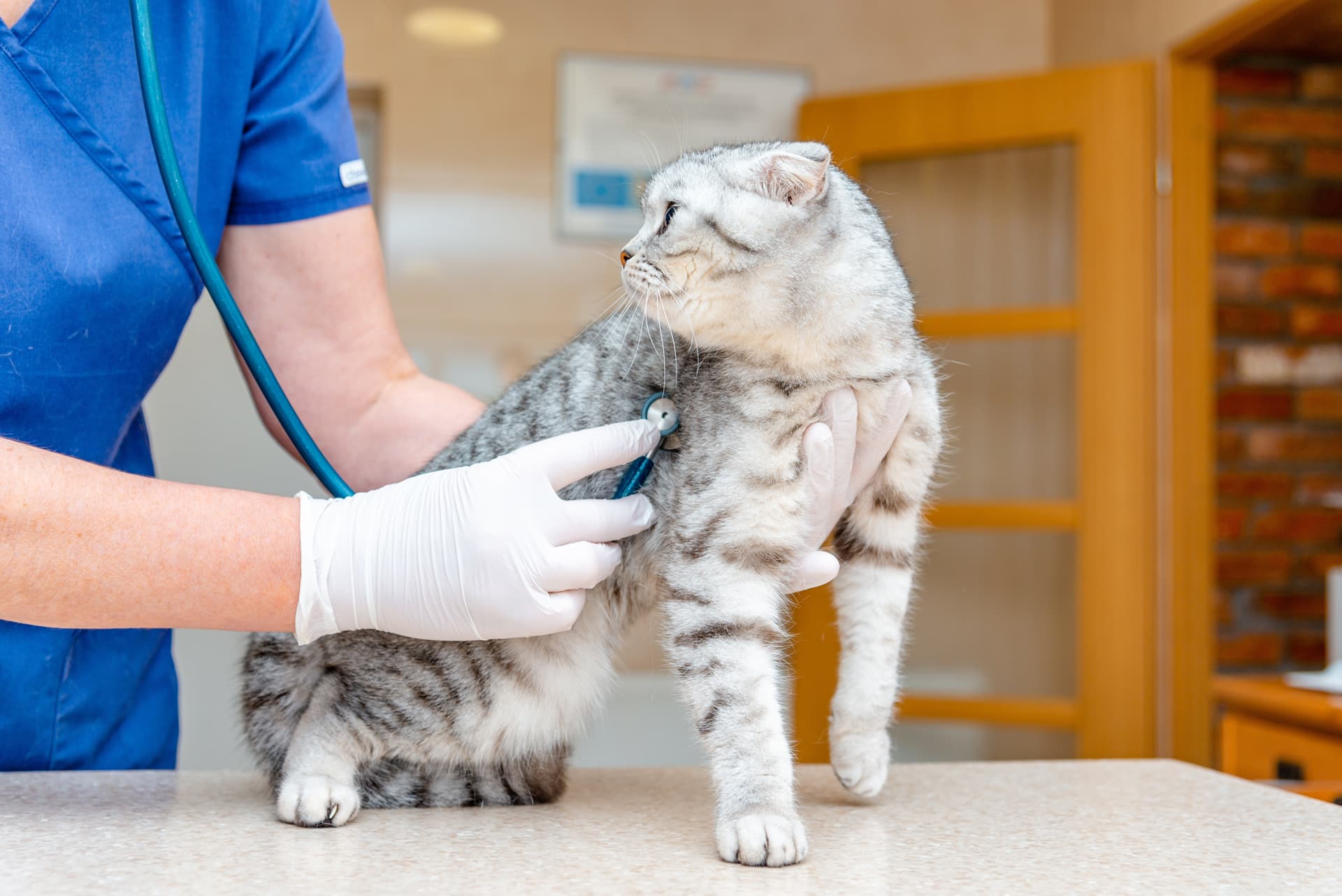 Clínica veterinaria en Lugo