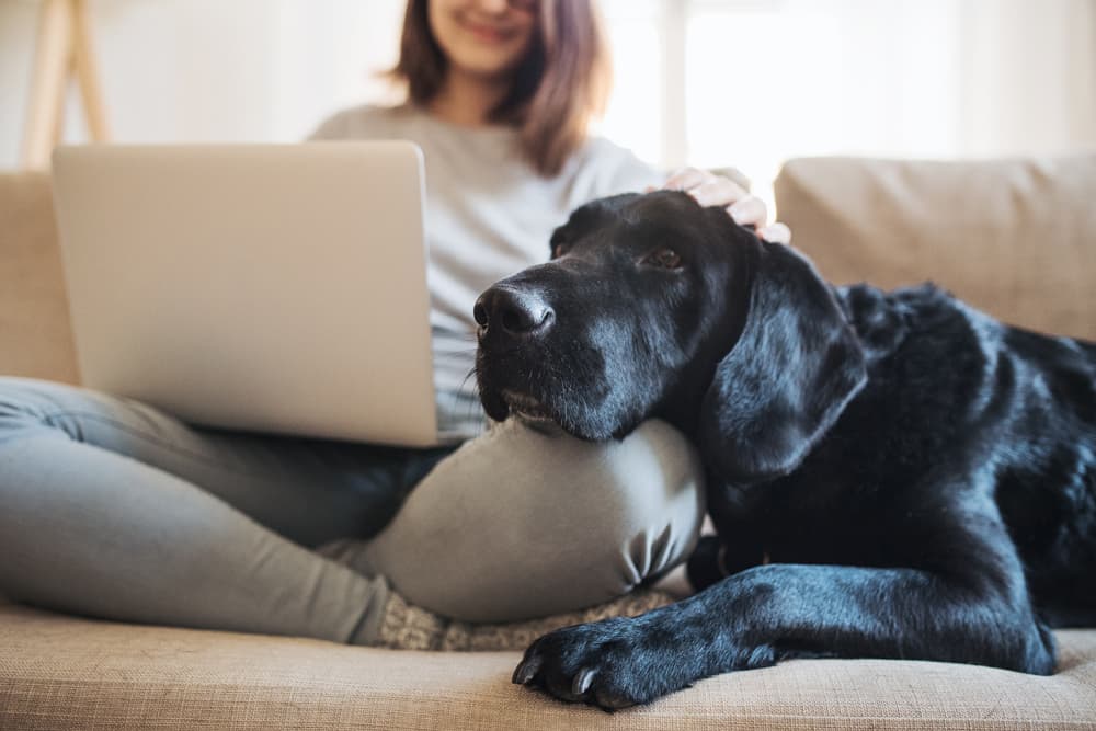 Servicio de veterinario a domicilio en Lugo