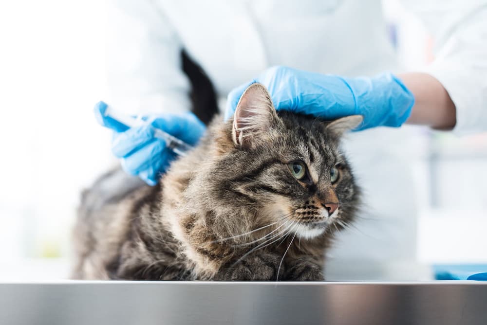 Vacinas gato en Lugo