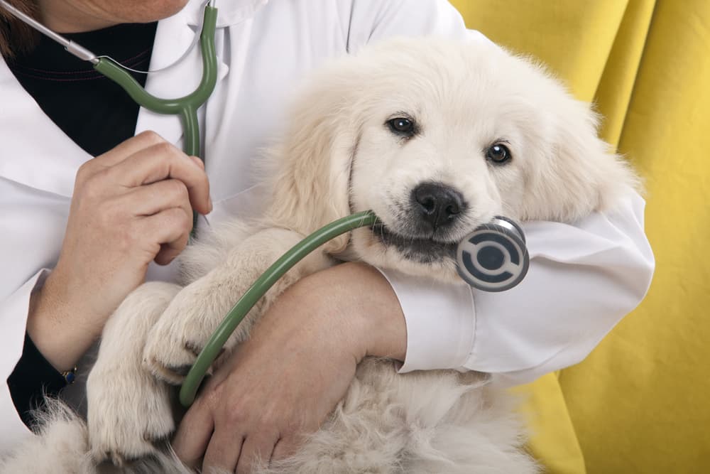 Vacinas cans en Lugo