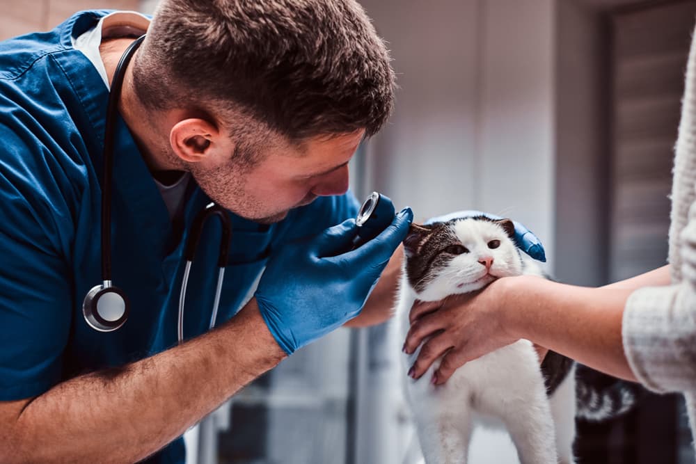 Veterinario a domicilio en Lugo